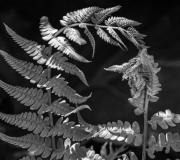 Janice-Koskey-Knighted-MAA-Photography-Show-Fall-2024-scaled