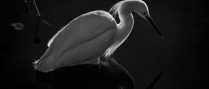 G Snowy at Sunset final-1