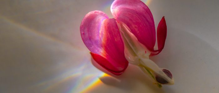 bleeding heartw rainbow (1 of 1)